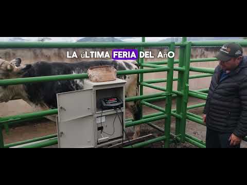 Feria Ganadera en Ventaquemada Boyacá. 