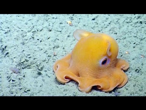 Adorable - Cute Octopus is TOO Shy!