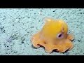 Shy Octopus Hides Inside Its Own Tentacles | Nautilus Live