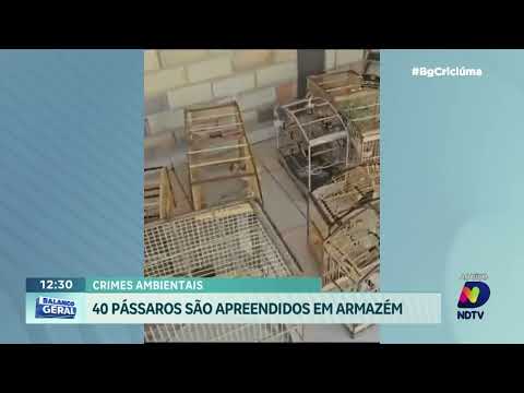 Operação da Polícia Ambiental em Armazém: 40 pássaros apreendidos em torneio de canto