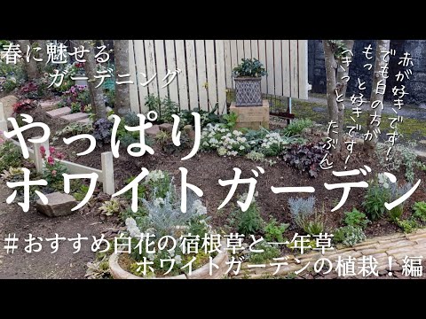 白い花の咲く植物：春に庭に植える4つの多年草  庭園