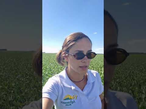 Amambai - MS mais adiantado que Aral Moreria - MS. Quais as impressões da soja por la?