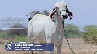 Lote 24 - APB 984