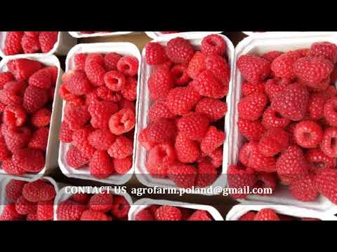 download lagu mp3 mp4 Fresh Blackcurrants For Sale, download lagu Fresh Blackcurrants For Sale gratis, unduh video klip Fresh Blackcurrants For Sale