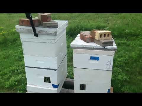 Pollen check; look at all the pollen!!!