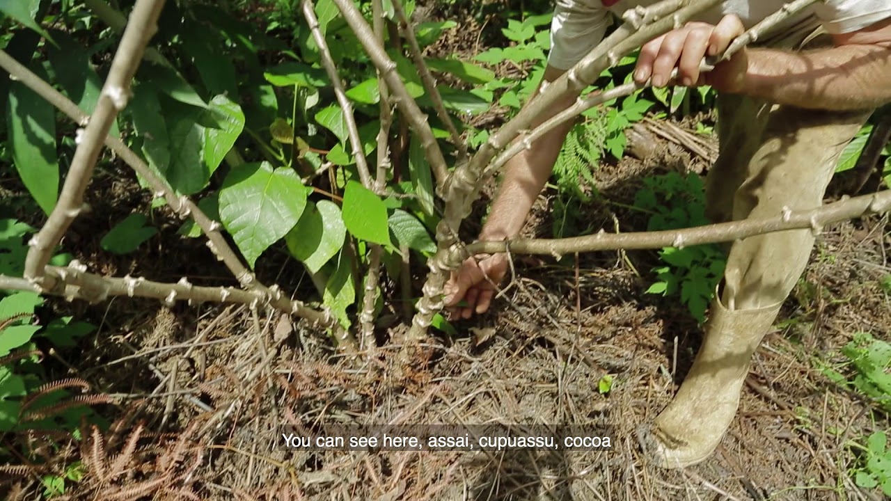 Planting manioc with Ernst Götsch | Ernst Götsch explica plantio de mandioca