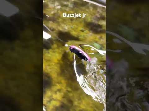 Deps wake style baits!! #topwater #largemouthbassfishing #bassfishing #deps #swimbait