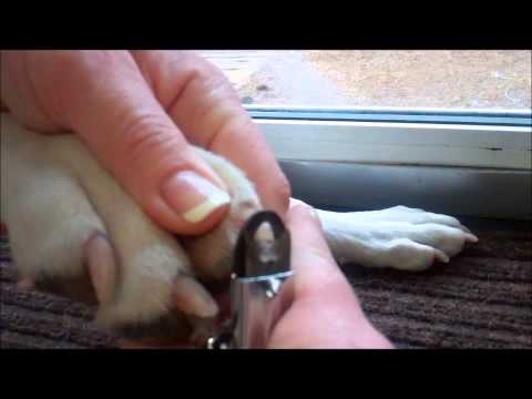download lagu mp3 mp4 Resco Guillotine Nail Clippers, download lagu Resco Guillotine Nail Clippers gratis, unduh video klip Resco Guillotine Nail Clippers