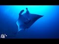 Repositioning Trip in 4k: Diving Palau via Philippines to Tubbataha 2017