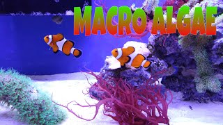 How to setup a SUMP Refugium MACRO ALGAE