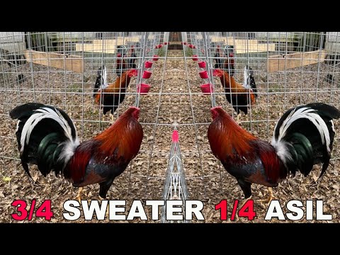 Kelso Sweater Asil Chilango's Farm