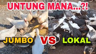 Download lagu WHERE IS THE FORTUNE, JUMBO VS LOCAL mp3 Download lagu WHERE IS THE FORTUNE, JUMBO VS LOCAL mp3