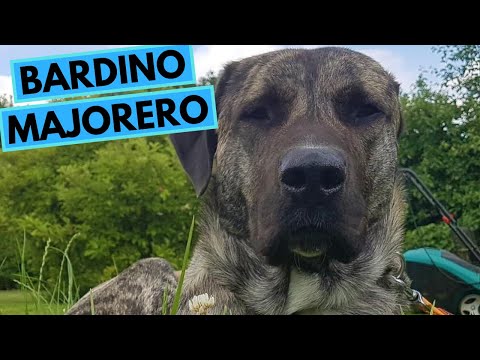 Bardino Majorero Dog Breed - Facts and Information