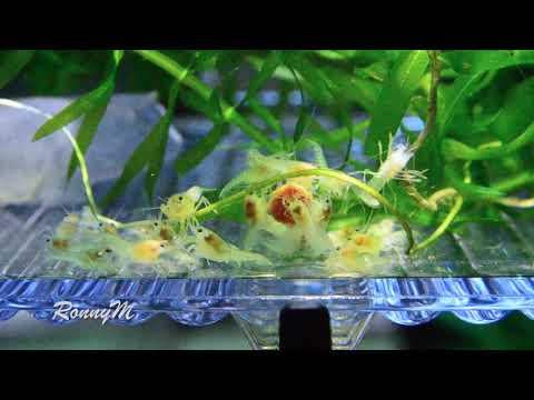 Cherax destructor babies