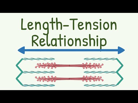 Length Tension Relationship || Length-Tension Diagram of Muscle