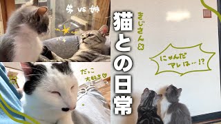 【ねことの日常Vlog】 とあるものに夢中になる猫ちゃんたち🔆 | 元外猫とは思えないほど人間が大好きな保護猫ちゃん‪‬が愛おしすぎる🥰 【保護猫シェルター】