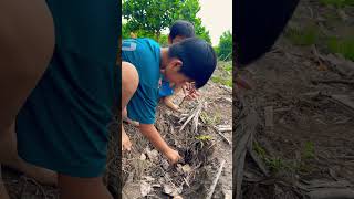 Rắn này tôi đâu có sợ đâu bạn #rắn #capinkia