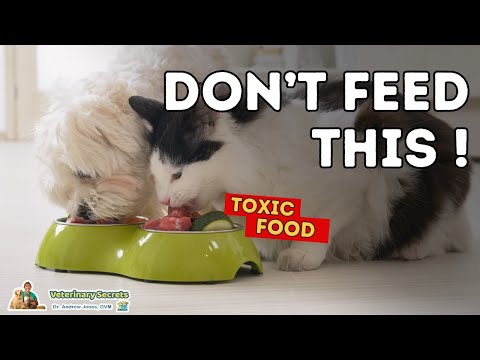 15 Toxic Foods Dogs And Cats Should Never Eat