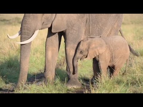 Peaceful Calm Elephants Roaming Grasslands & Playing In Water  |  Soothing, Relaxation, Sleep, Heal