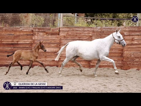 QUERIDA DE LA GESSE • F • PSL • 2020