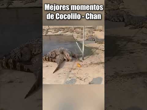 MEJORES MOMENTOS DE COCOLILO - CHAN l #doblaje ​#fyp #animals #humor #memes