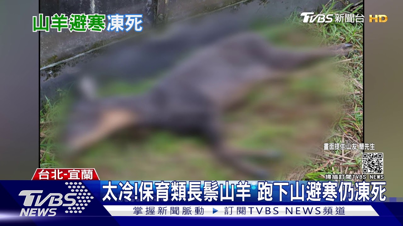 太冷!保育類長鬃山羊 跑下山避寒仍凍死