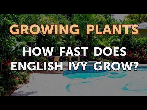 How to Nurse a Dying Ivy Plant Back to Life