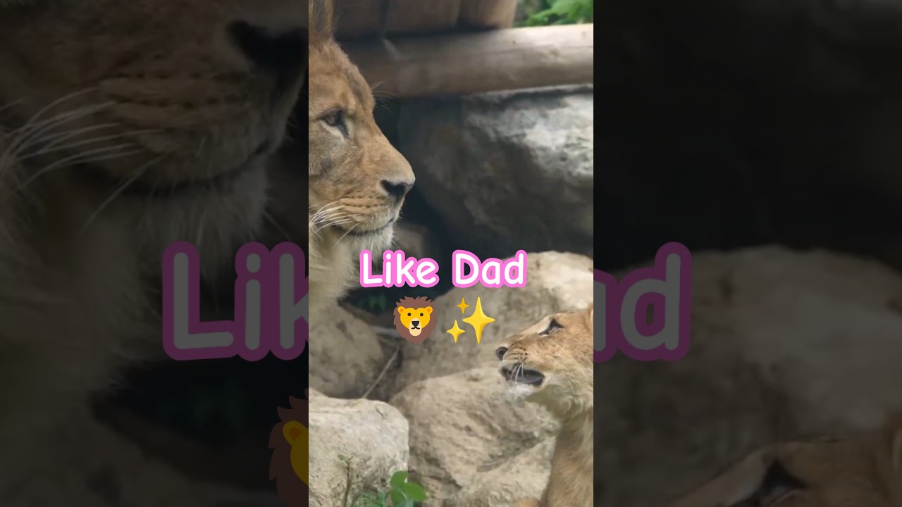 I want to be like Dad 🦁✨ Cubs copying their father | Nonhoi Park #shorts