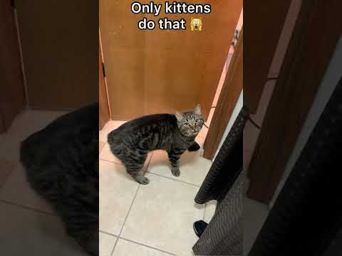 THIS is why cats meow