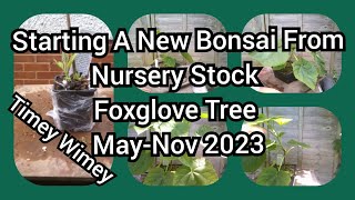 Starting A New Bonsai From Nursery Stock Foxglove Tree May Nov 2023