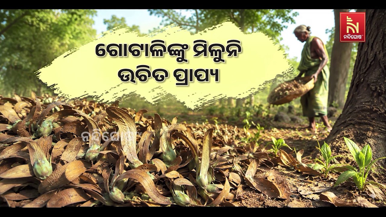 କେନ୍ଦୁଝର ଜିଲ୍ଲା ଘଟଗାଁରେ ସରଗି ବା ଶାଳ ଗଛ ଫୁଲର ଅଭାବୀ ବି?