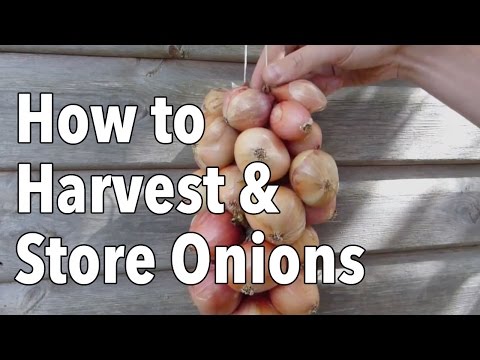 , title : 'How to Harvest and Store Onions