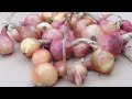 How to Harvest and Store Onions