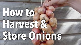 How to Harvest and Store Onions