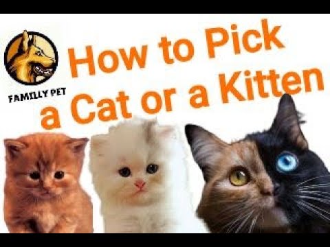 How u to choose the right cat or kitten when you want to adopt one