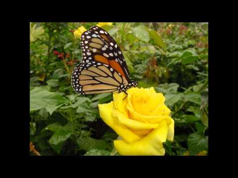 (two songs) Ralph Stanley - Daddy's Rose & A Robin Built A Nest On Daddy's Grave
