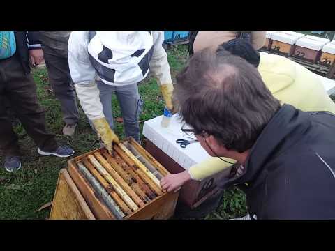 Api Bioxal   Prezentare in Romania - Part 3 - Aplicatia practica