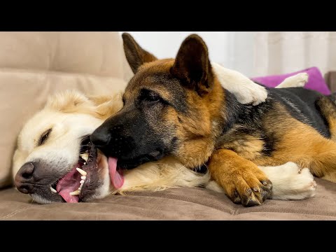 Dog Best Friends Are So Excited to Play With Each Other
