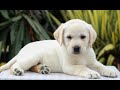 Labrador Retriever dogs for sale: Gabbie - Video 1