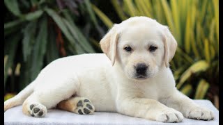 Video preview image #1 Labrador Retriever Puppy For Sale in GORDONVILLE, PA, USA