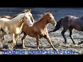 Horses Neighing Farm Sounds Compilation For Kids