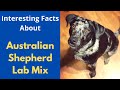 The Best 21 Australian Shepherd Labrador Mix