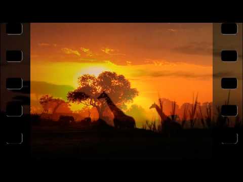 Christopher Franke - Free Animals