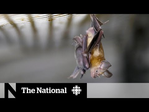 Bats likely spread coronavirus, but don’t get sick