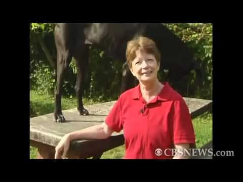 CBS News The Feed - Dog and deer friendship