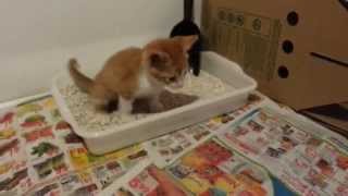 Kitten Uses Litterbox and Toilet