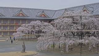 【LIVE配信】天理のシダレザクラ