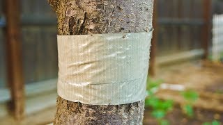How to Protect Trees from Ants with Duct Tape | Tanglefoot Not Needed