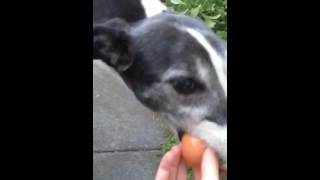 Greyhound Dog ''Ptolemy'' is trying to eat an egg