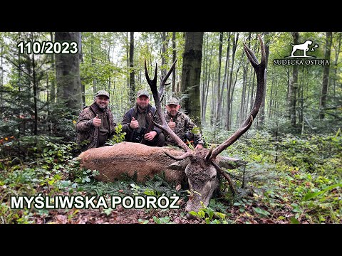SUDECKA OSTOJA 110/2023 Myśliwska podróż - rykowiskowy byk Deer hirsch Hunting Hunt